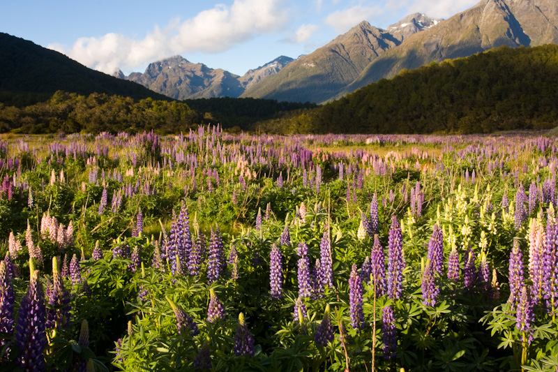 Lupines In Early Morning Light